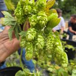 Hopfen-1.jpg